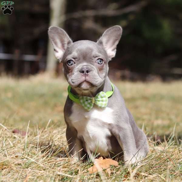 Frosty, French Bulldog Puppy